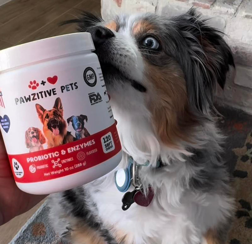 Pawzitive Pets Probiotic Chews for Dogs – Digestive & Immune Support with Natural Enzymes for Gut Health and Itchy Skin Relief