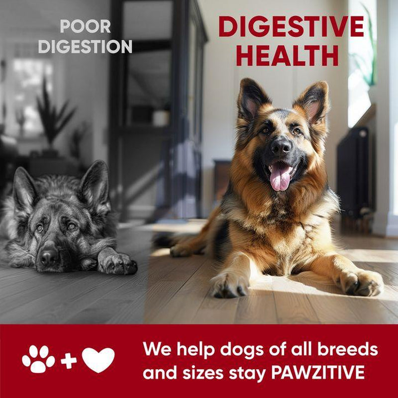 Pawzitive Pets Probiotic Chews for Dogs – Digestive & Immune Support with Natural Enzymes for Gut Health and Itchy Skin Relief