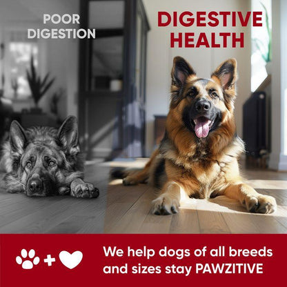 Pawzitive Pets Probiotic Chews for Dogs – Digestive & Immune Support with Natural Enzymes for Gut Health and Itchy Skin Relief